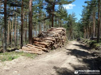 El pinar del Puerto de Navafría;viajes de aventura;rutas de toledo;circo de gredos